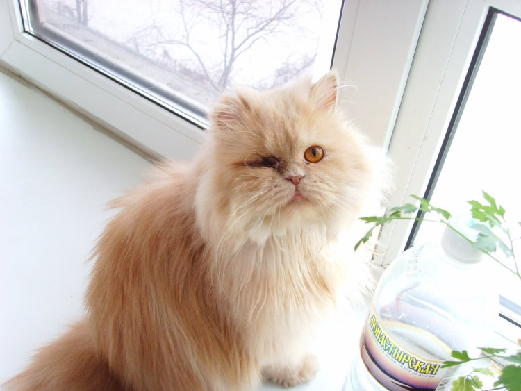 Персидский кот персикового цвета