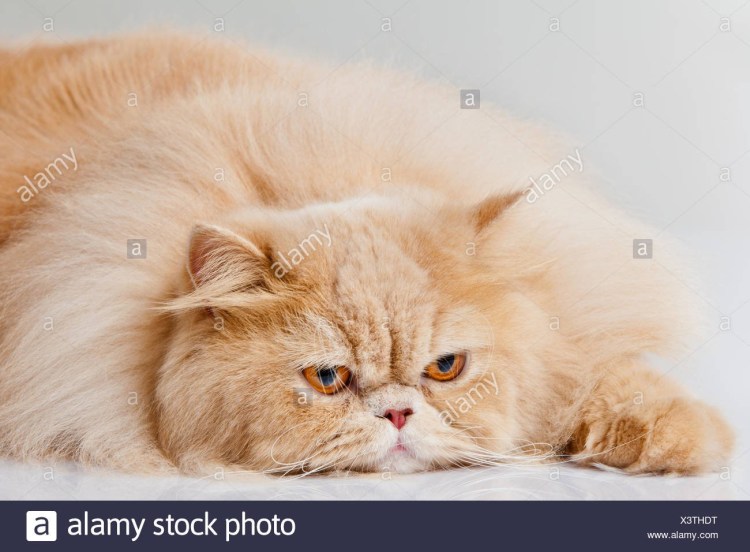 Персидский кот персикового цвета в снегу