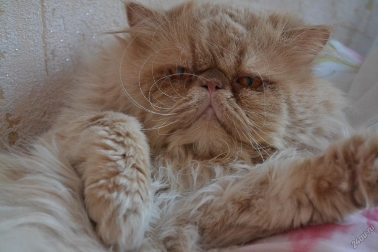 Персидский кот экзот бежевый