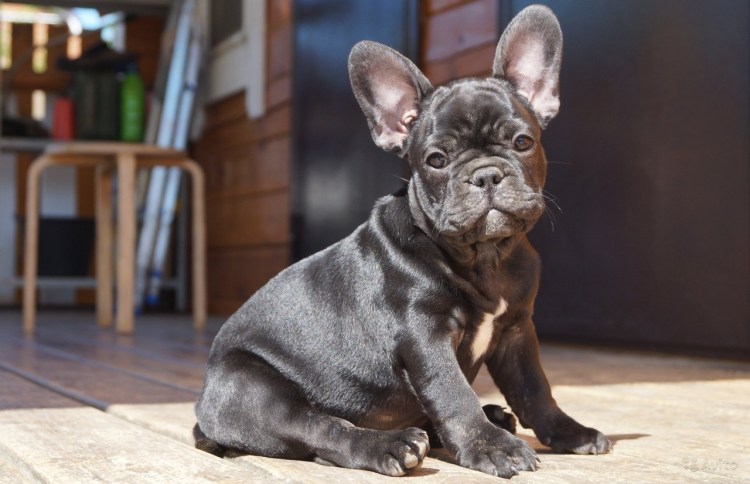 Палевые щенки французского бульдога