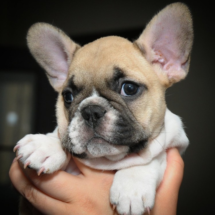 Голубой Лилак французский бульдог