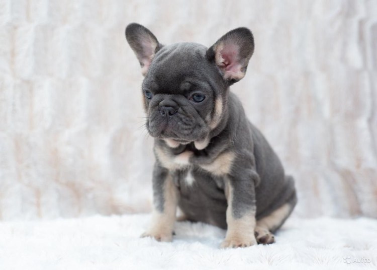 Французский бульдог серый с голубыми