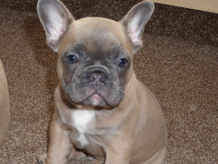 Французский бульдог палевый