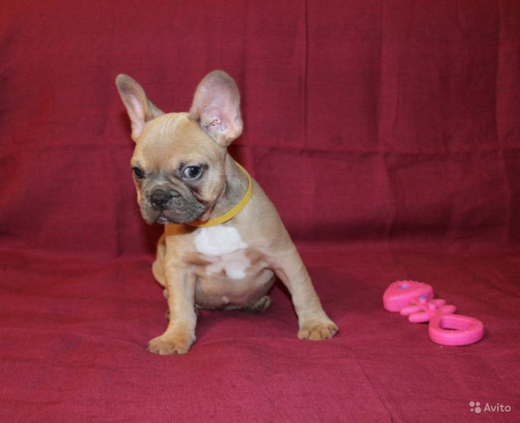 Французский бульдог палевый