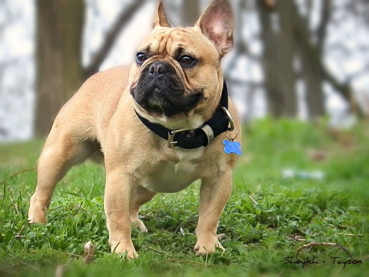 Палевый окрас французского бульдога стандарт