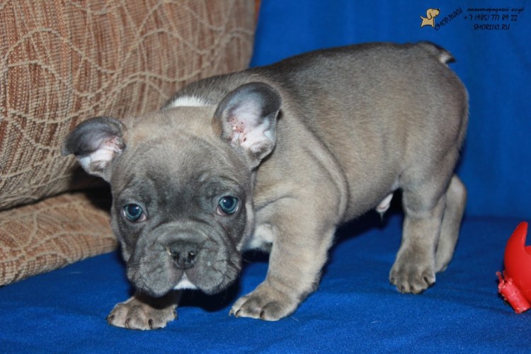 Голубо палевый французский бульдог