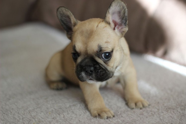 Французский бульдог палевый окрас спит