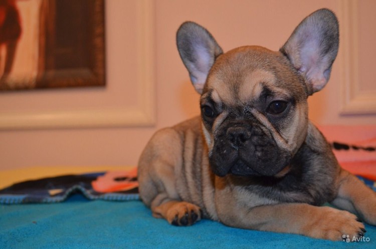 Голубо палевый французский бульдог