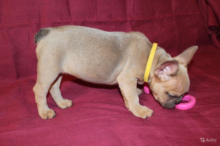 Палевый окрас французского бульдога стандарт