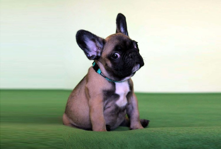 Французский бульдог голубой Соболь