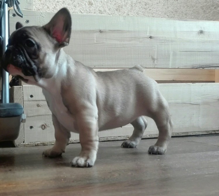 Лилак Тан французский бульдог