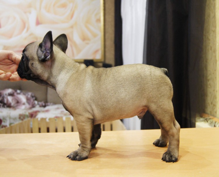 Палевый бульдог
