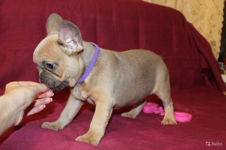 Палевые щенки французского бульдога