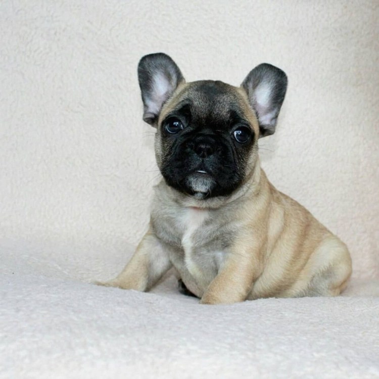 Французский бульдог светлого окраса