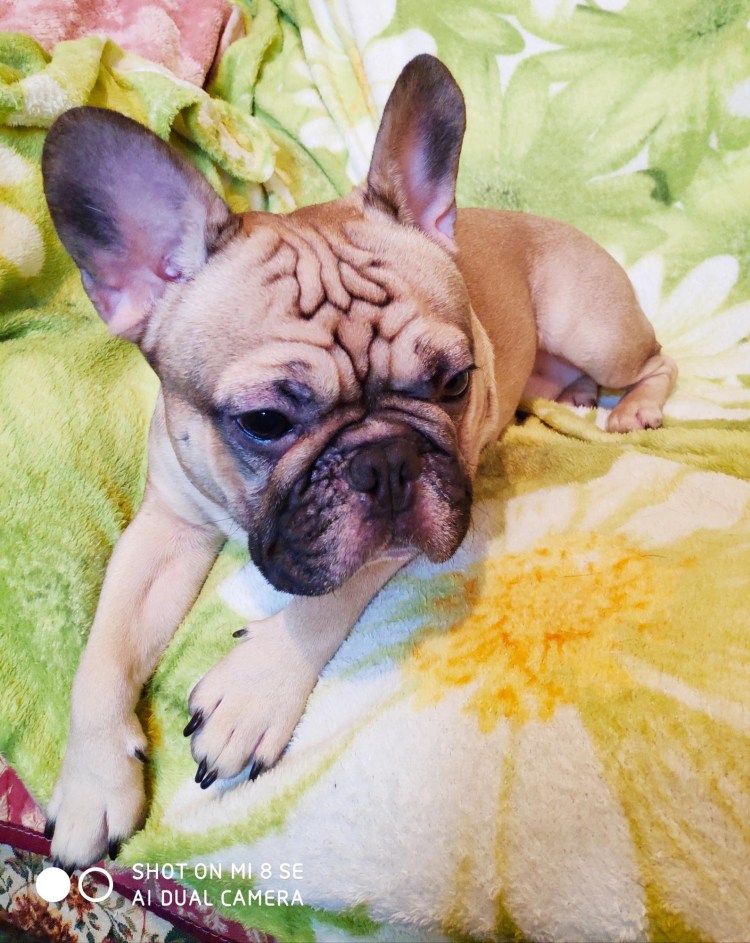 Французский бульдог голубая девочка