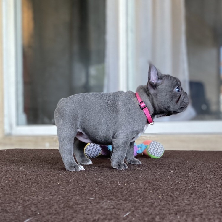 Персиковый французский бульдог