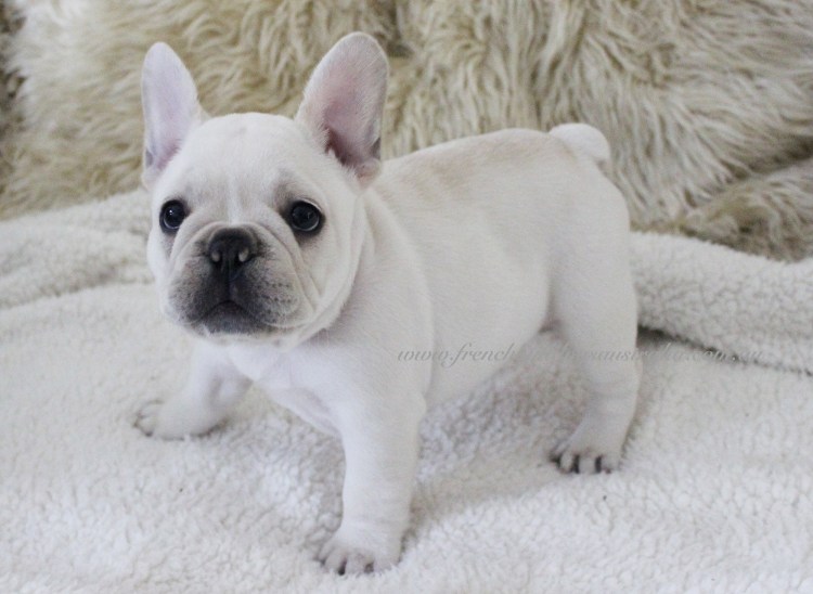 Голубой фавн французский бульдог