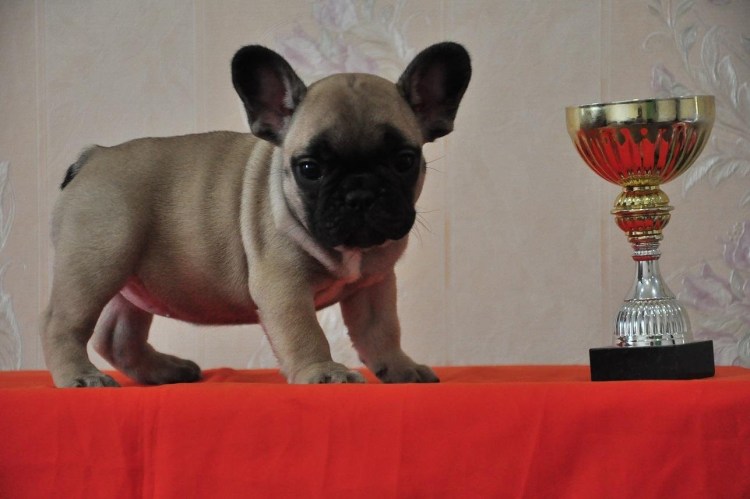 Французский бульдог красный окрас