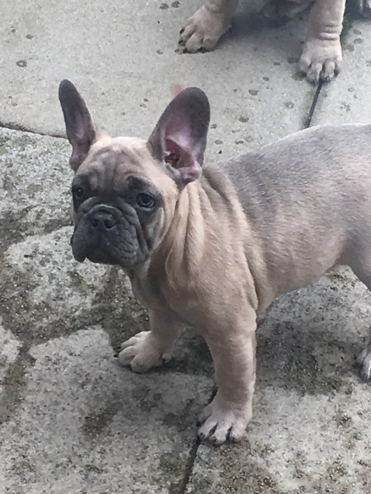 Карликовый французский бульдог