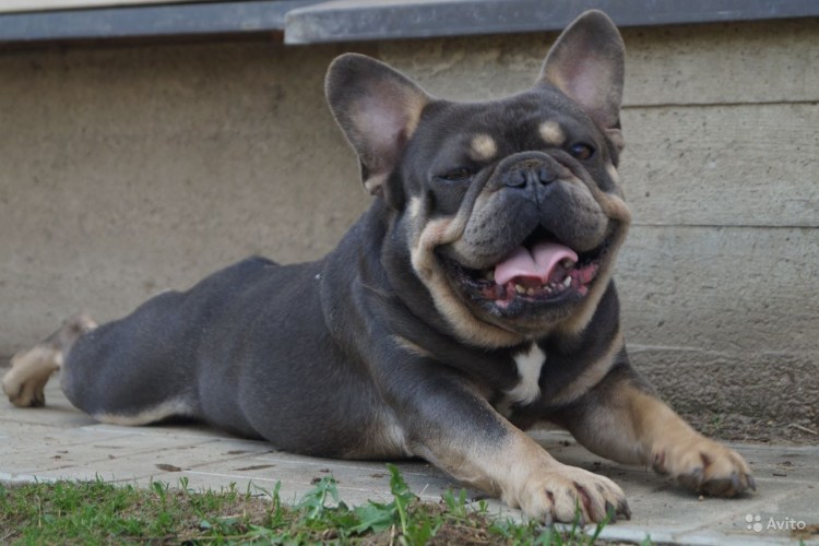 Французский бульдог палевый чемпион