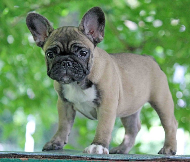 Лилак Мерль французский бульдог