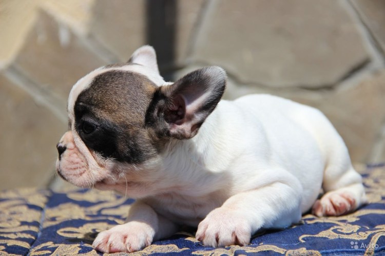 Французский бульдог палевый