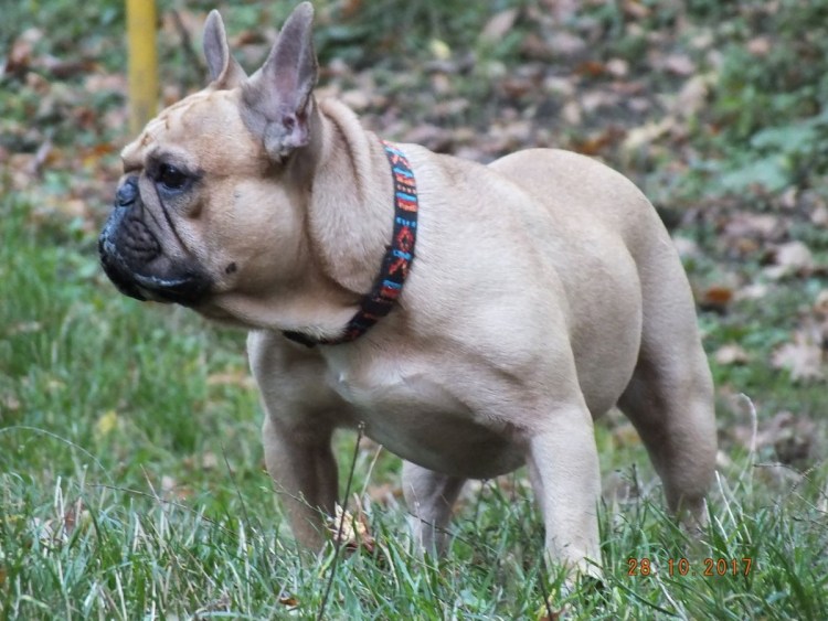 Французский бульдог бело-палевый