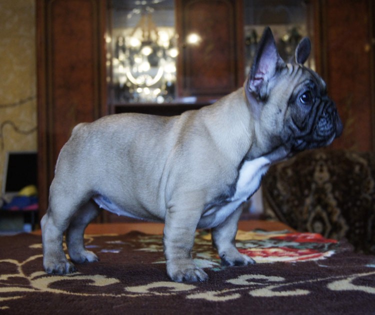 Подпалый Соболь французский бульдог