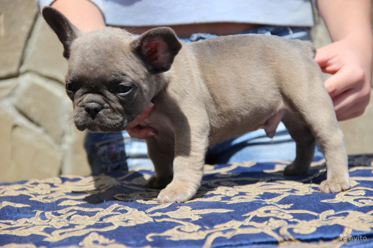 Светло палевый французский бульдог