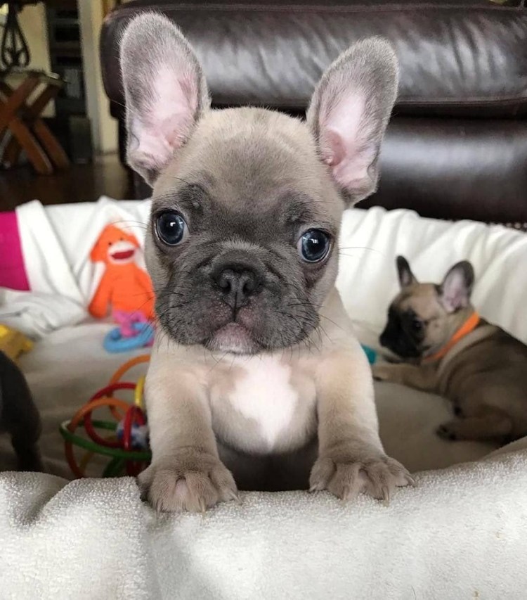 Французский бульдог серый палевый