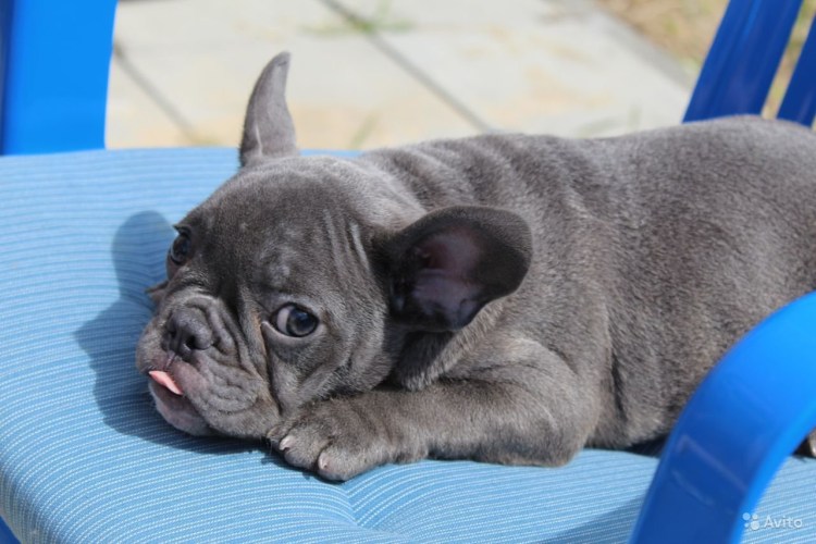 Французский бульдог палевый Соболь