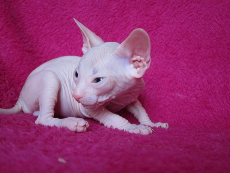 Донской сфинкс серый велюр