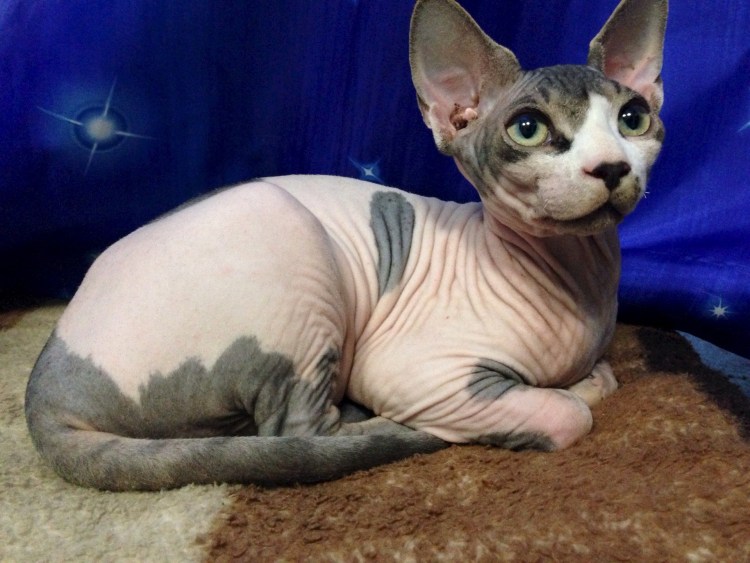 Сфинкс канадский велюровый