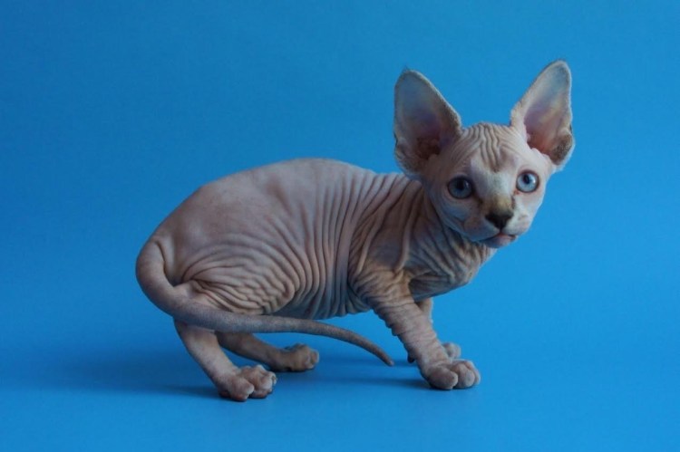 Сфинкс канадский велюровый