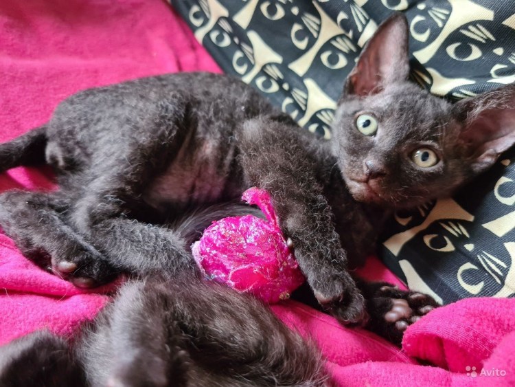 Донской сфинкс велюр браш рыжий