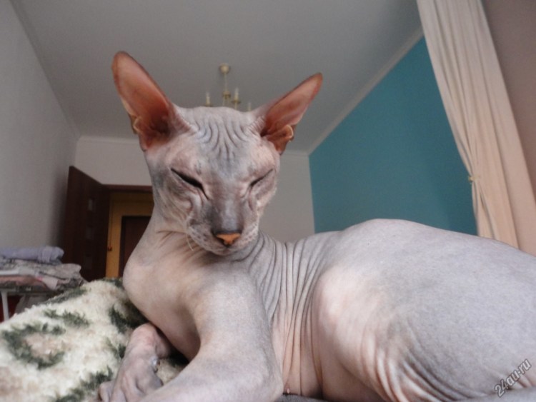 Донской сфинкс флоковый