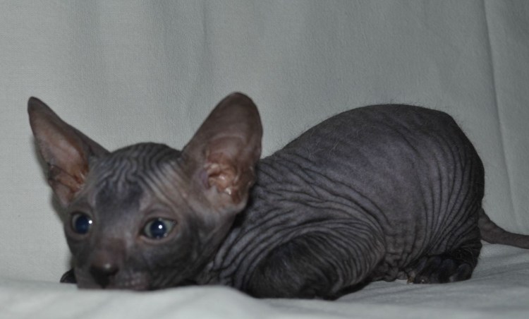 Донской сфинкс велюровый