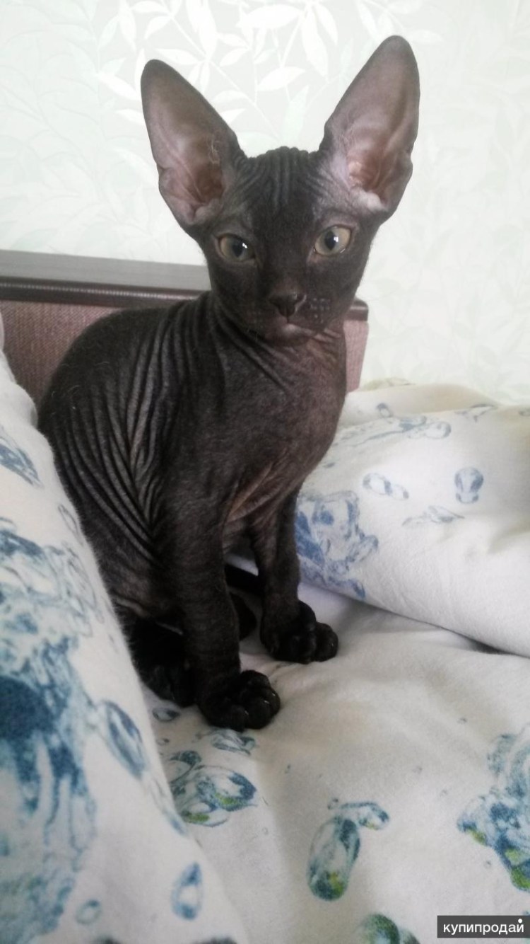 Сфинкс канадский велюровый