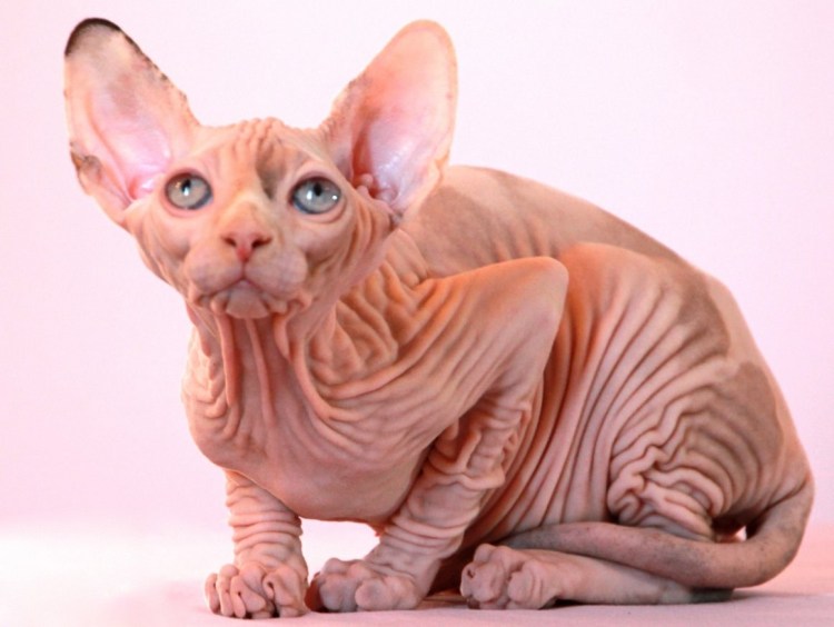 Донской сфинкс флок