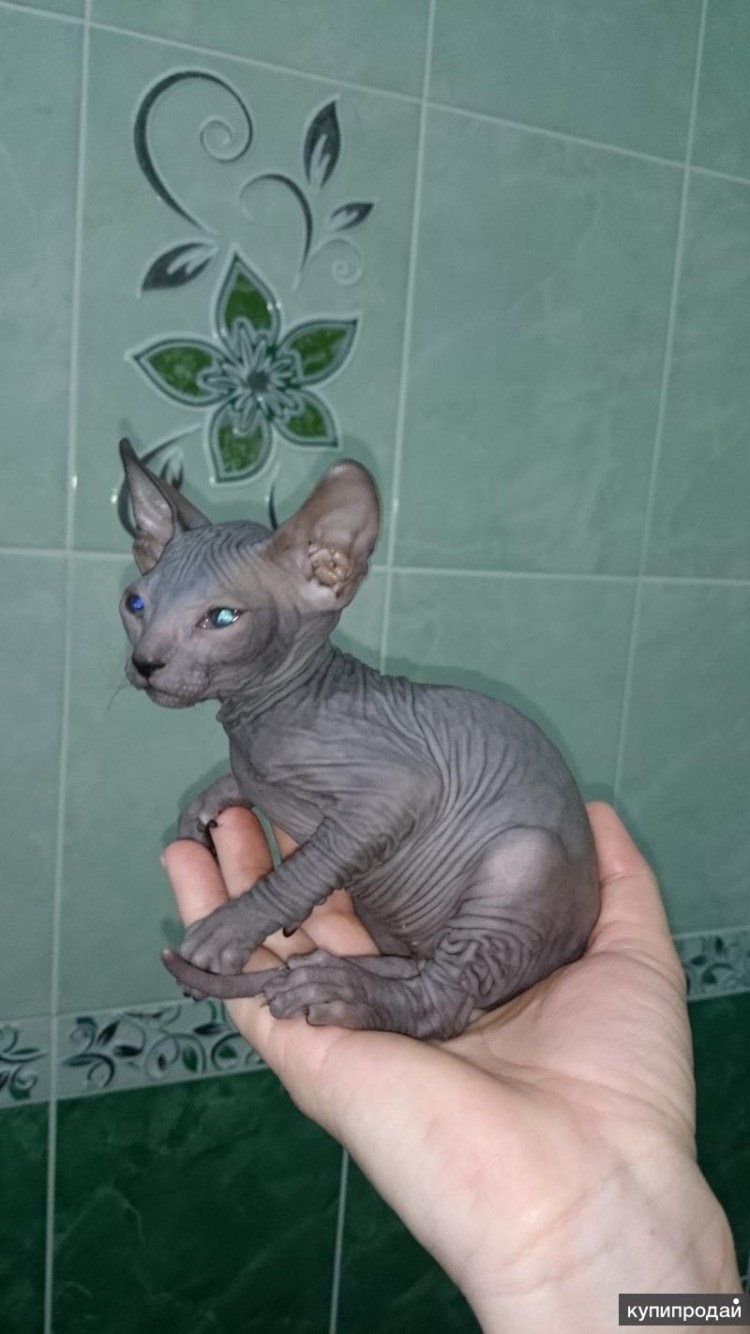 Сфинкс Донской велюровый розовый