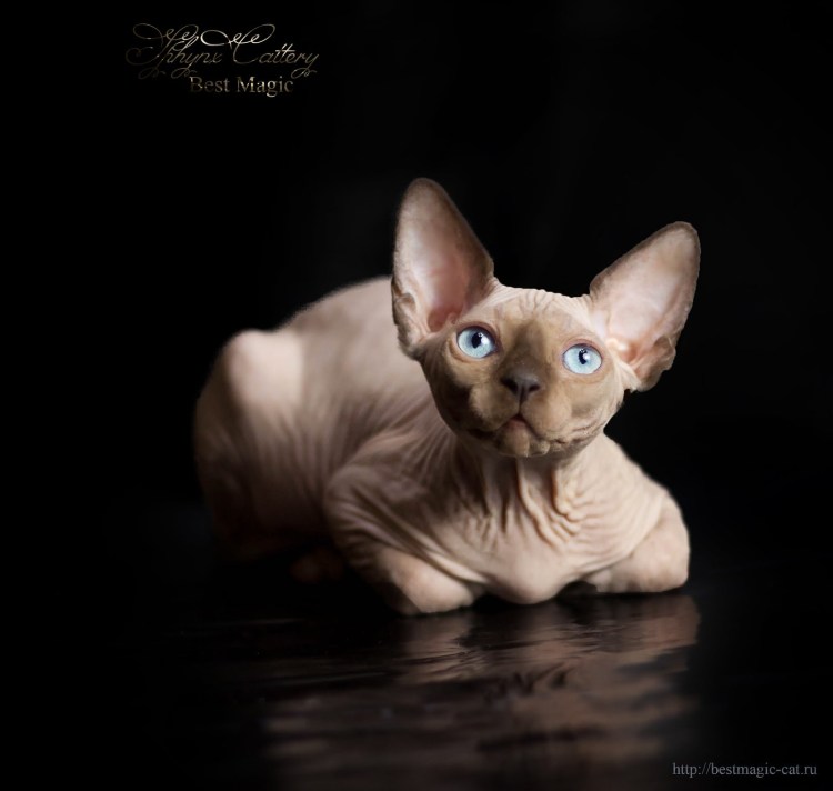 Сфинкс браш велюр