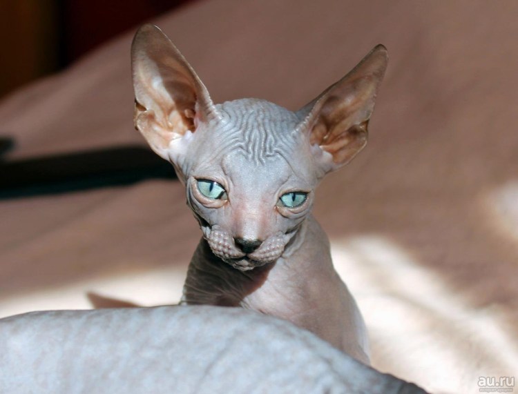 Кошка сфинкс Донской велюровый
