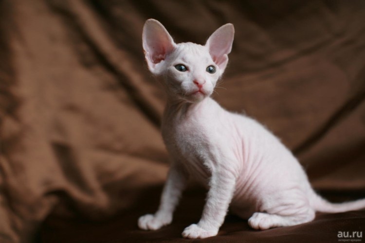 Корниш рекс