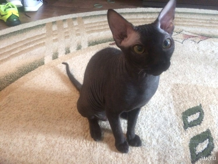 Донской сфинкс браш велюр