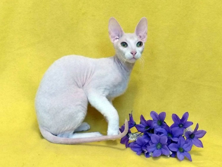 Донской сфинкс браш велюр