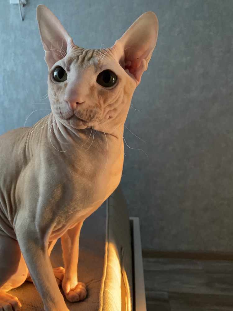 Донской сфинкс браш белый