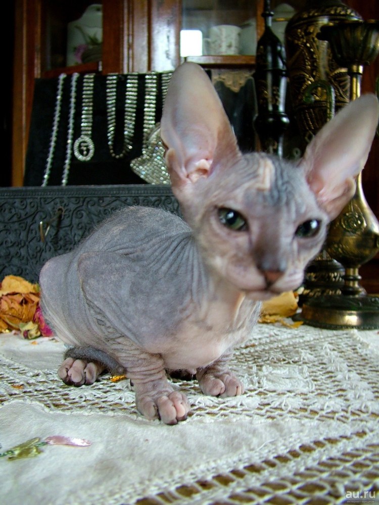 Донской сфинкс велюр