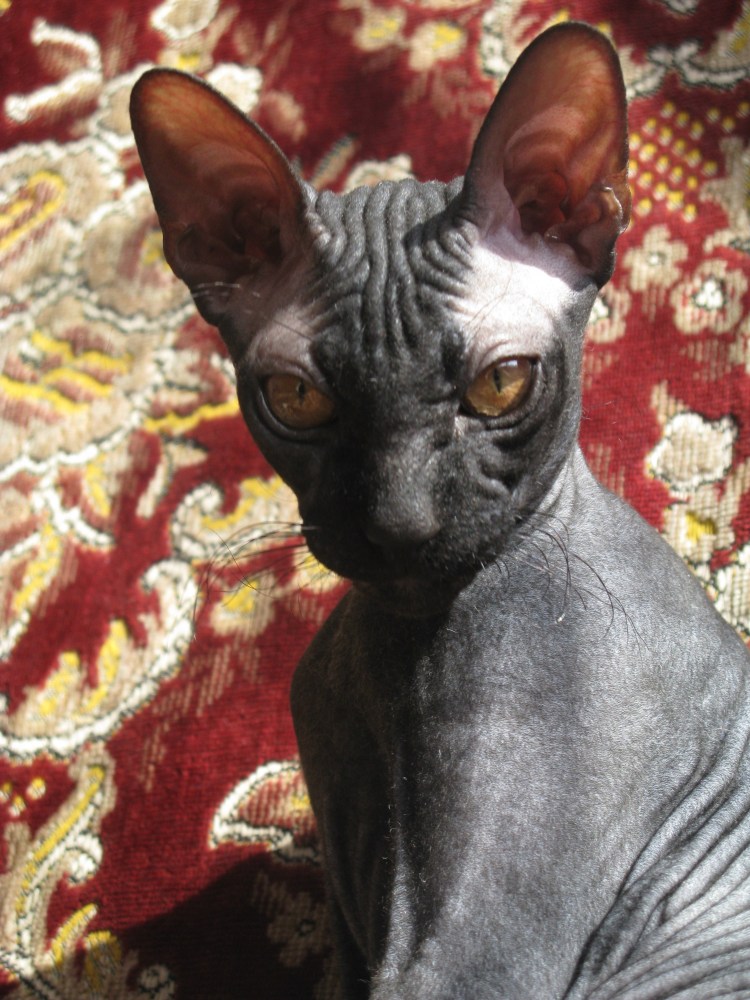 Сфинксы флок и браш