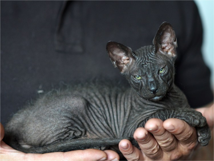 Донской сфинкс велюровый черный