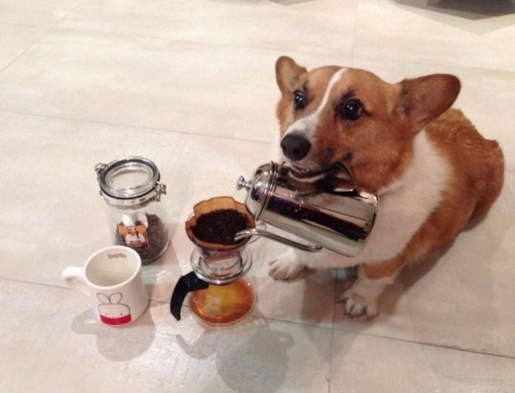 Голодная собака